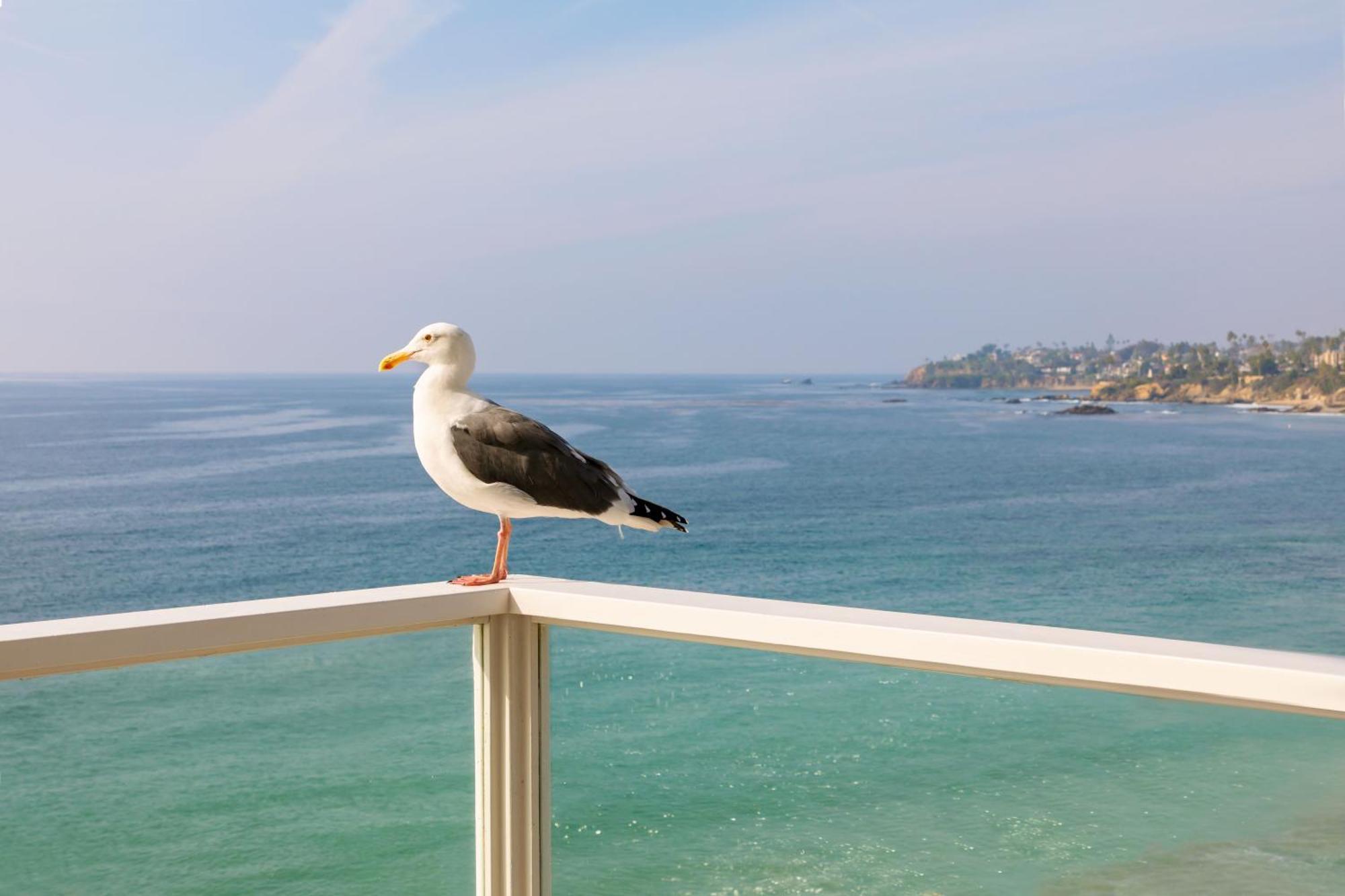 Pacific Edge Hotel Laguna Beach Exteriér fotografie